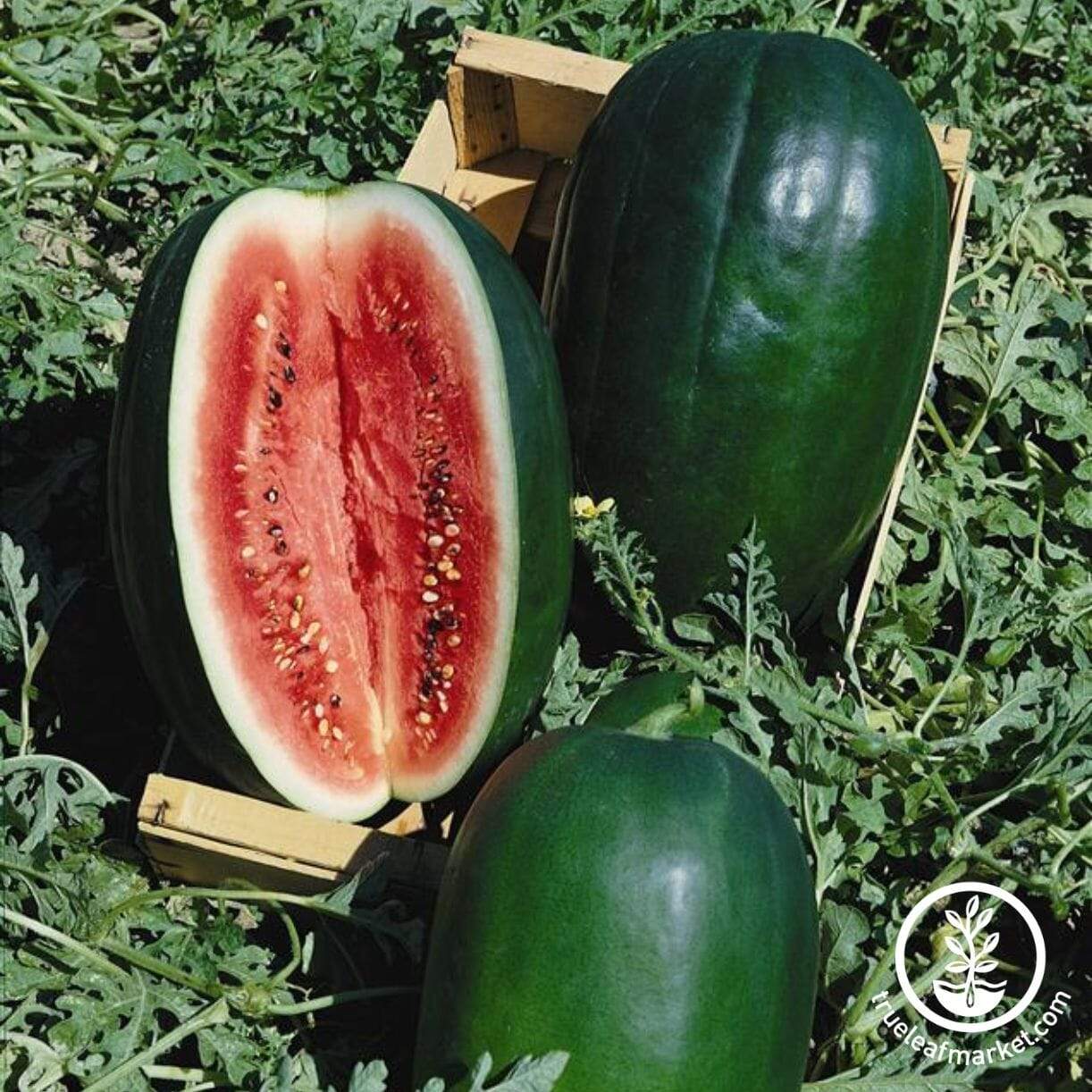 Peacock Improved Watermelon