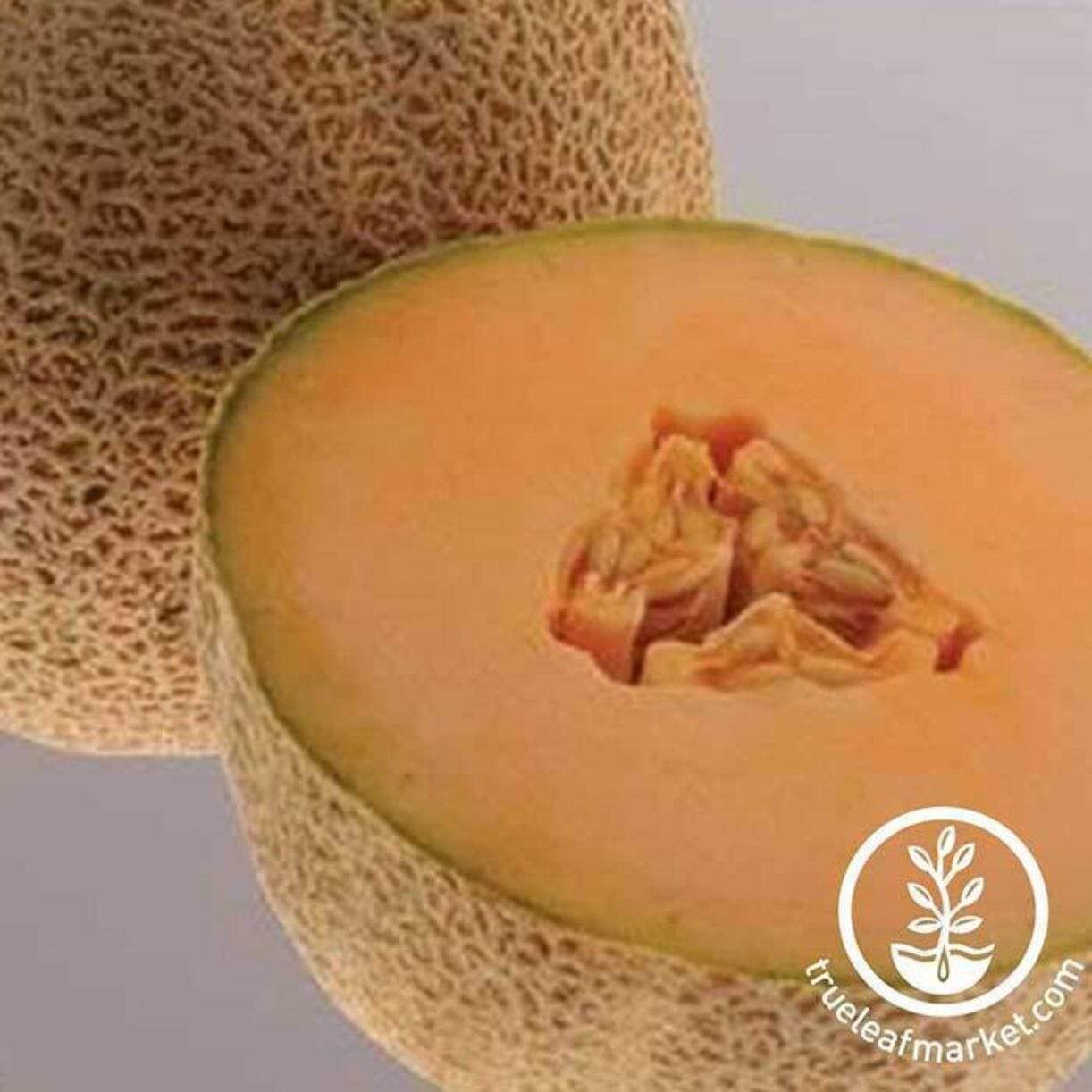 Ball 2076 Melon