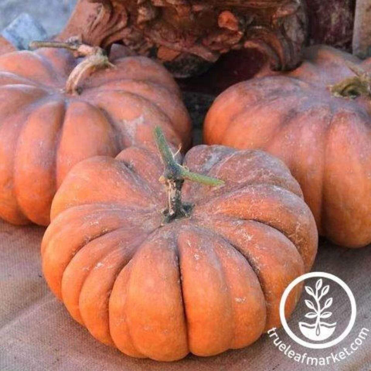 Musquee De Provence Pumpkin
