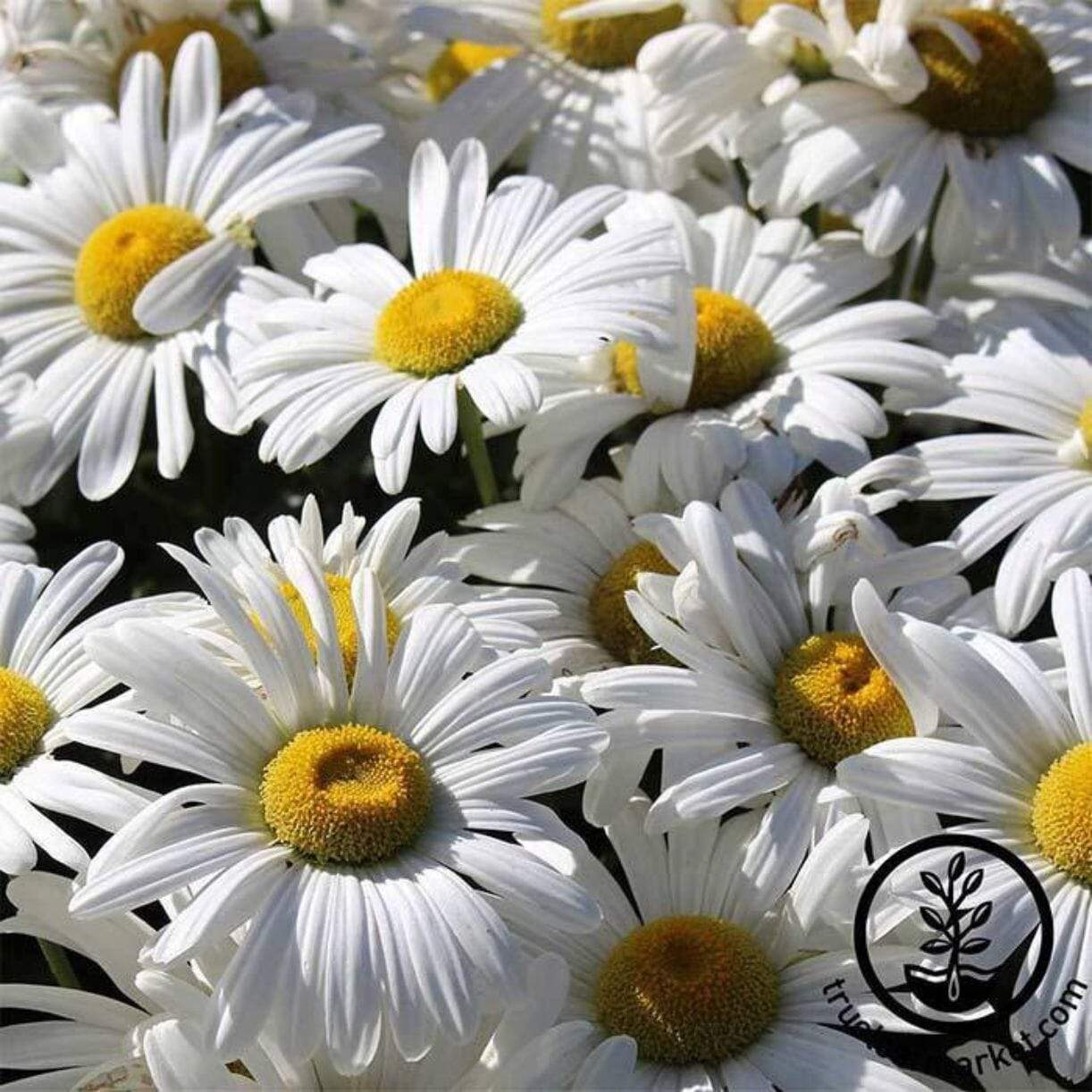 Alaska Shasta Daisy