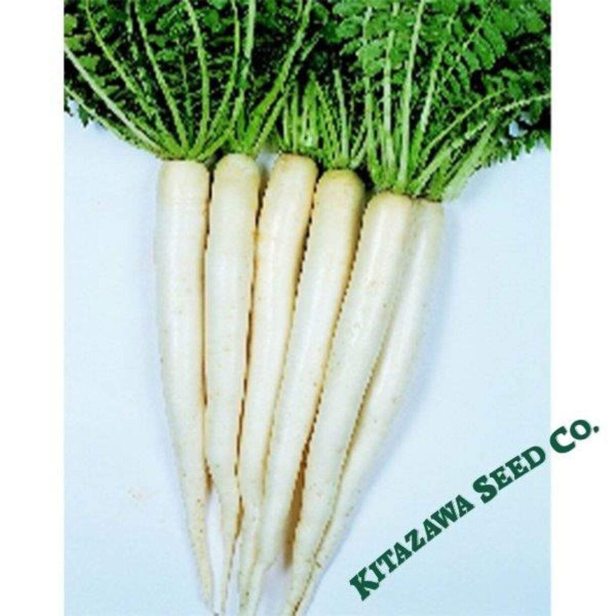 Tokinashi All Season Radish
