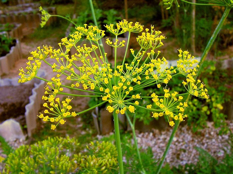 Elephant Dill