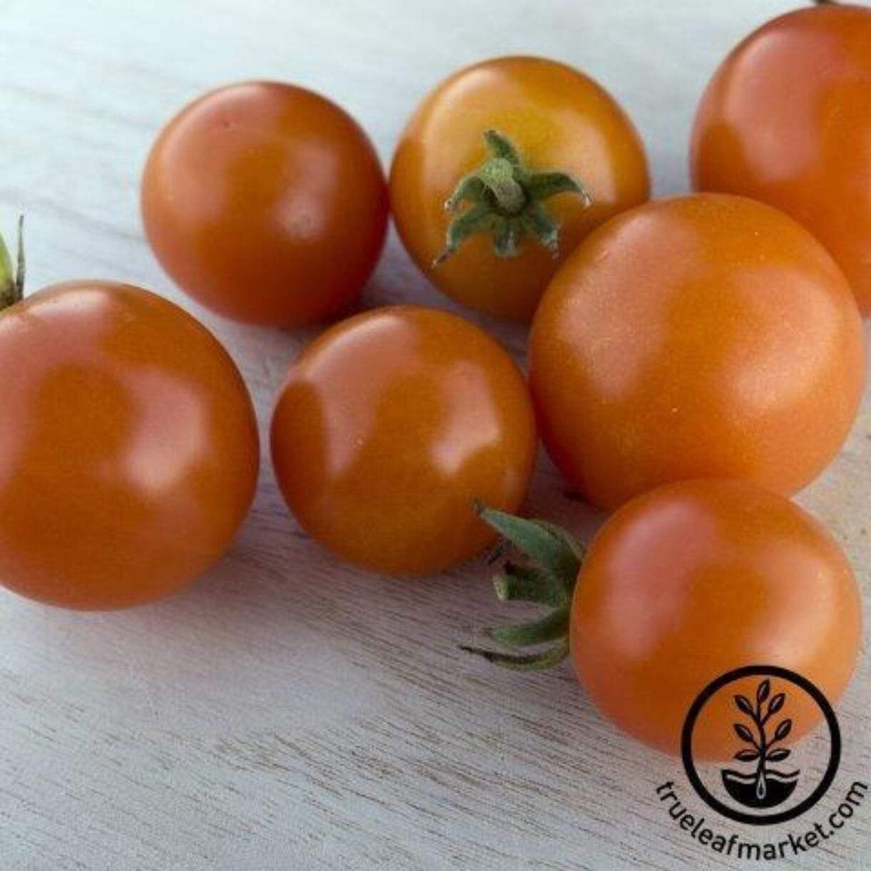 Monarch Tomato