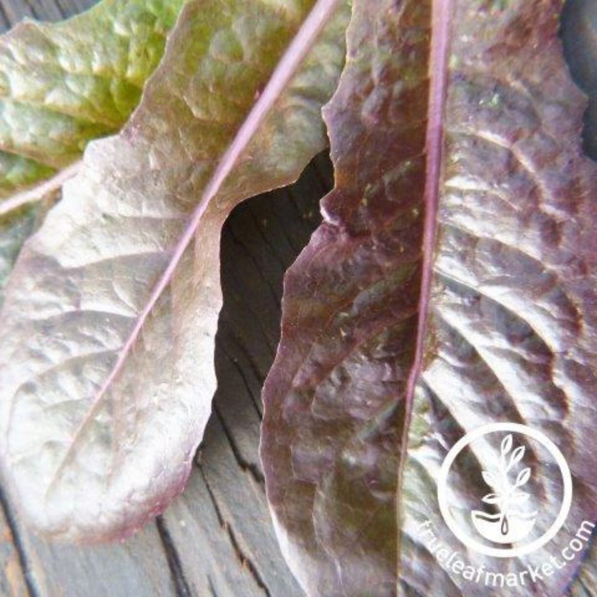 Merveille Des Quatre Saisons Lettuce