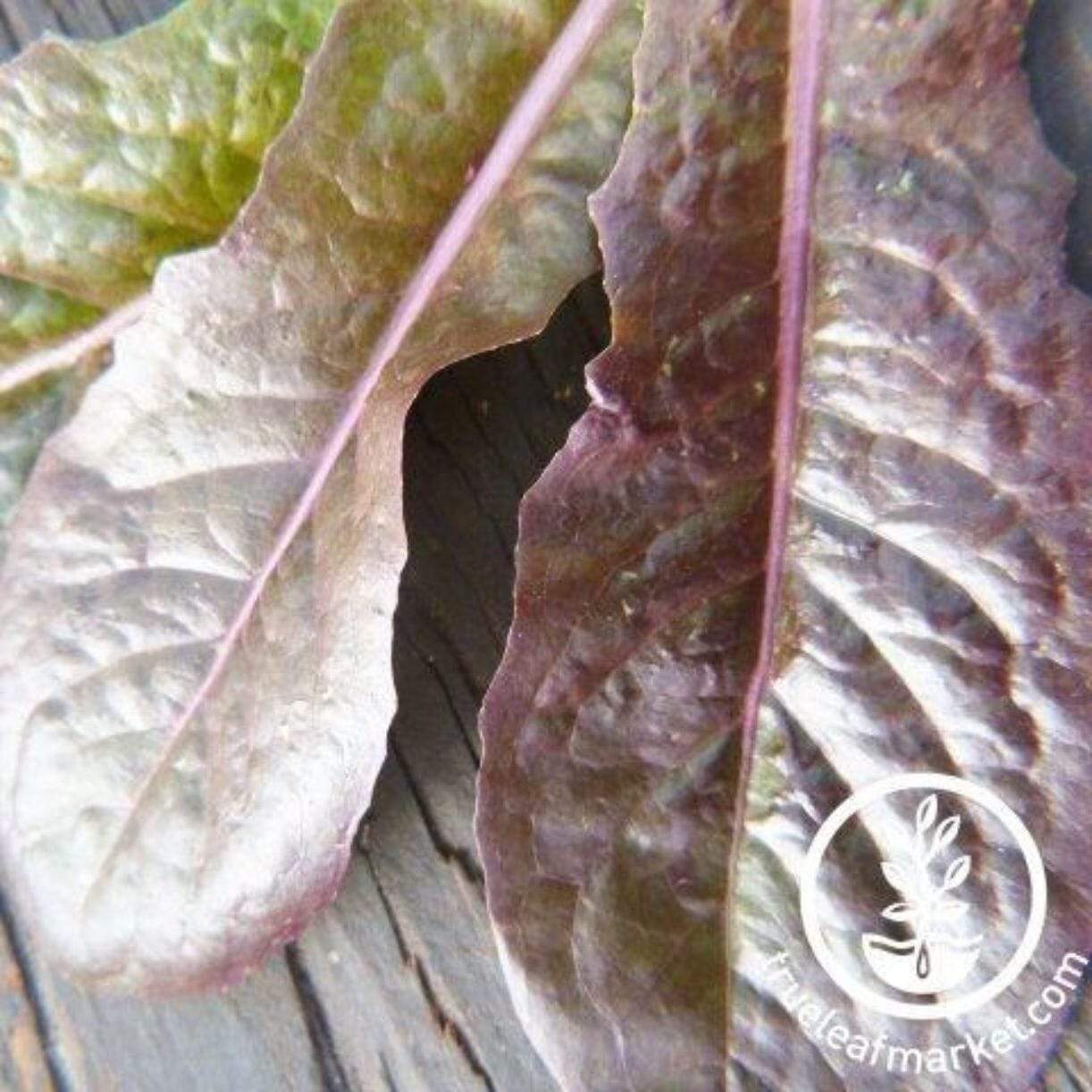 Merveille Des Quatre Saisons Lettuce