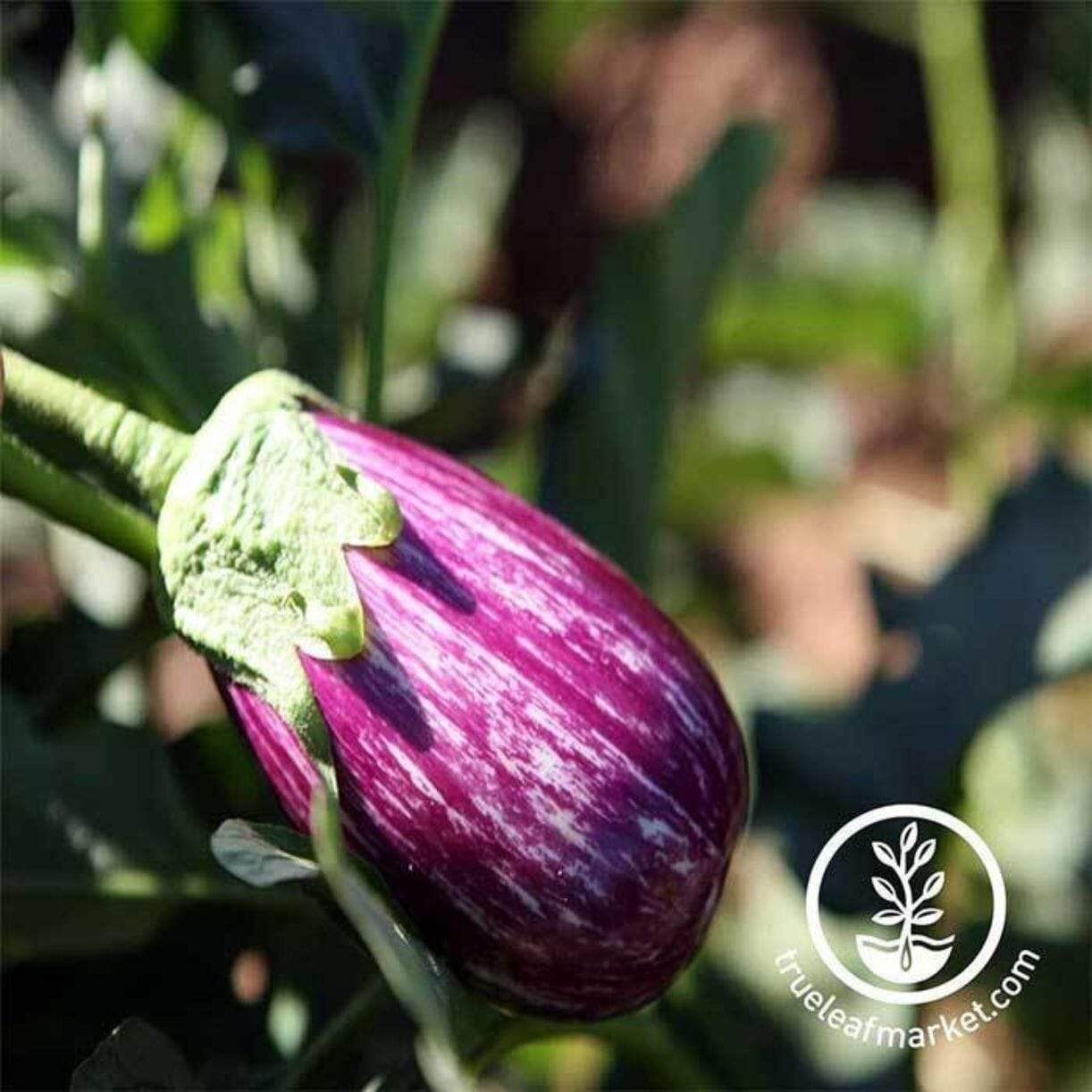 Fairy Tale Eggplant