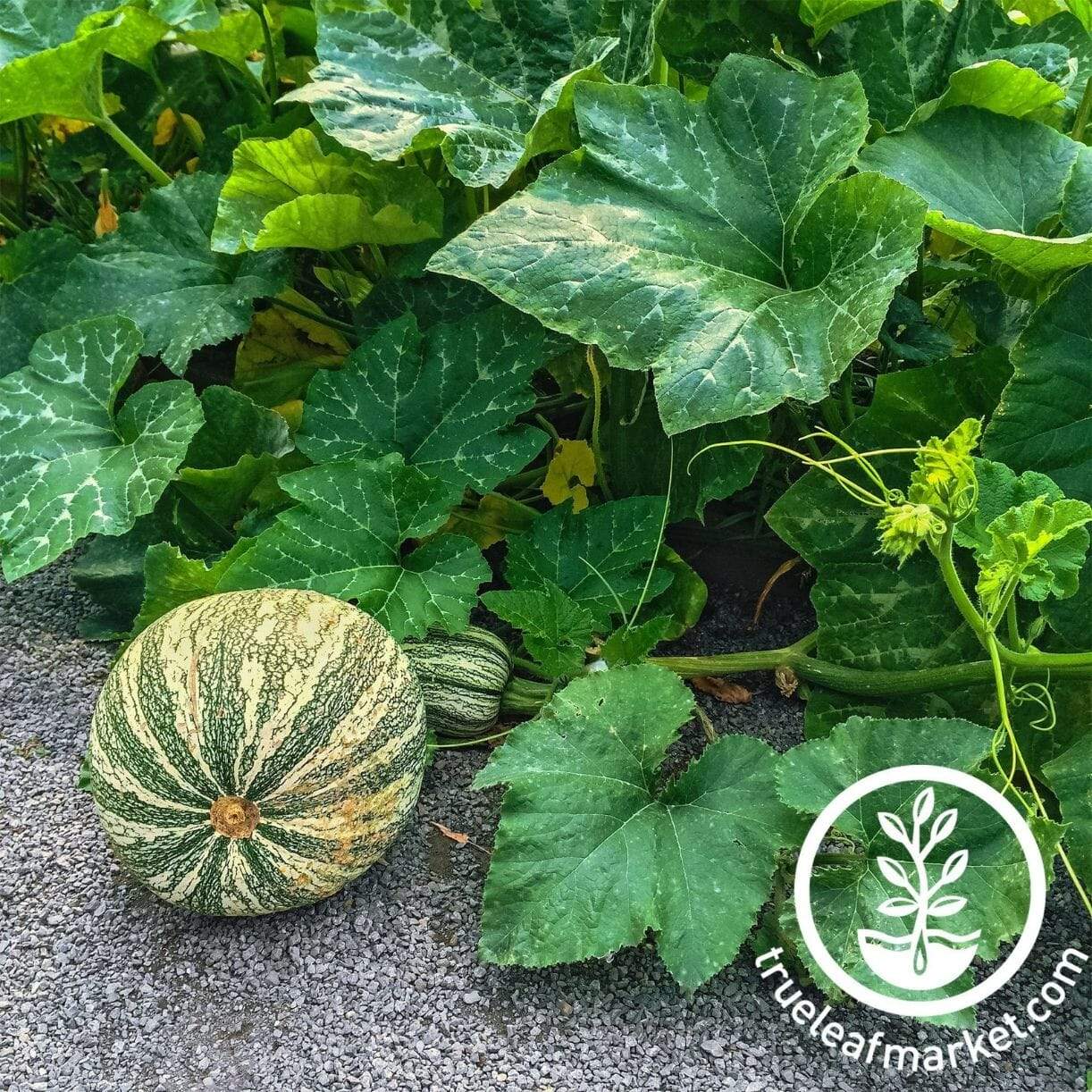 Cushaw Green Striped Squash