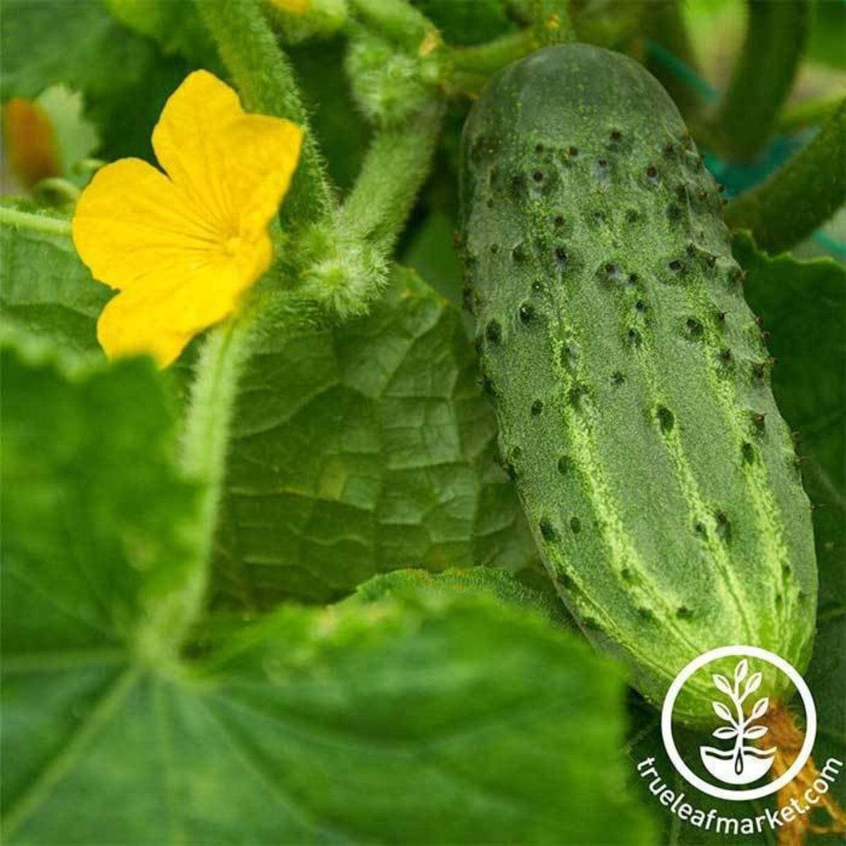 Bush Pickle Cucumber