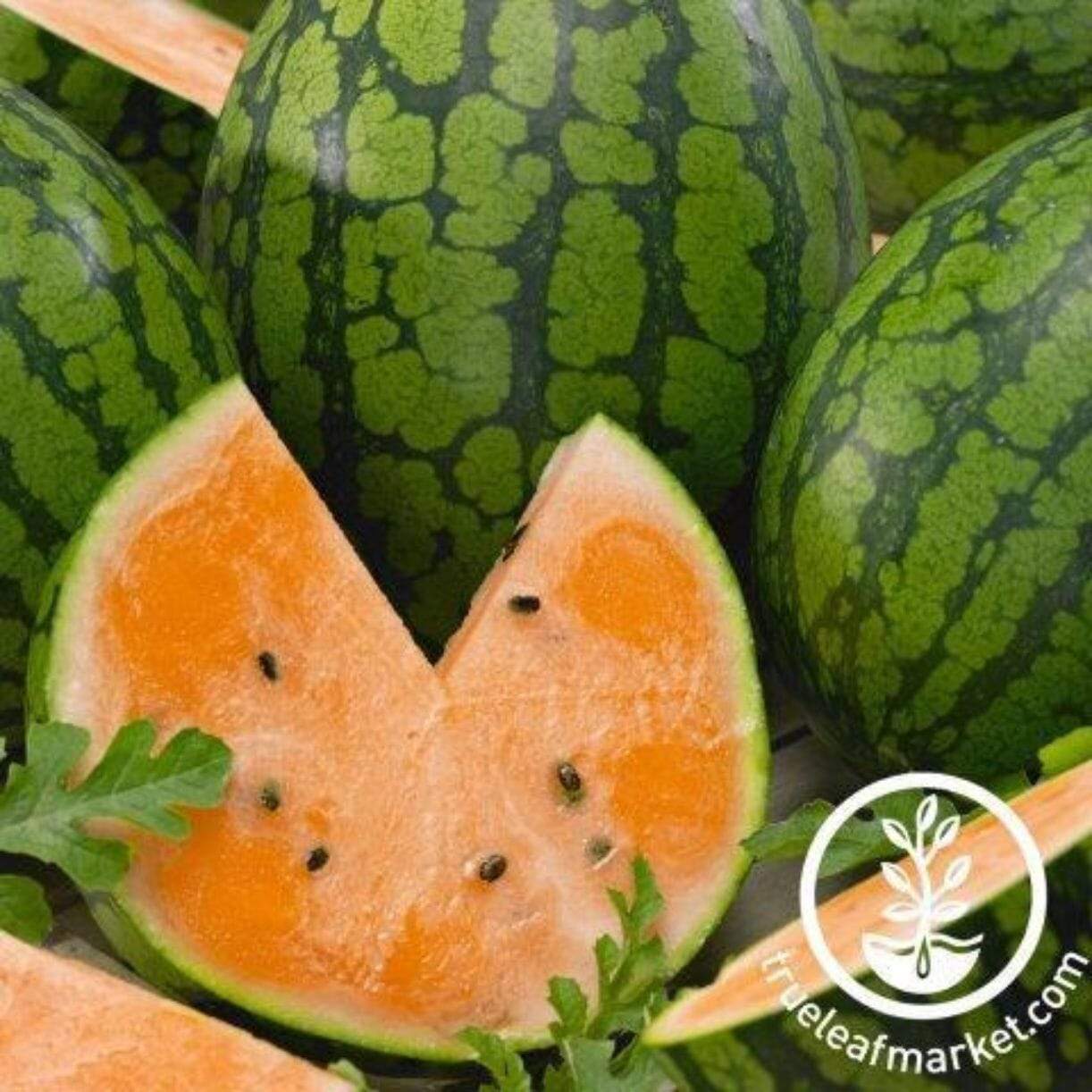 Tendersweet Orange Watermelon