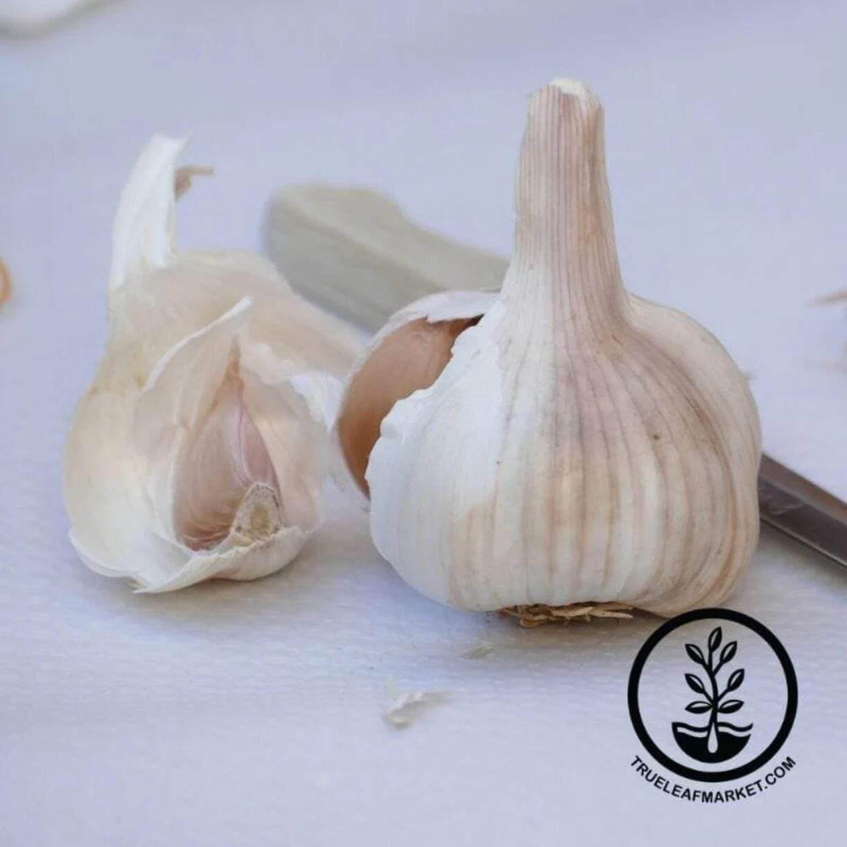 Nootka Rose Garlic
