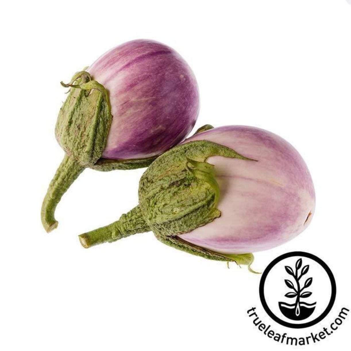 Italian Rosa Bianca Eggplant