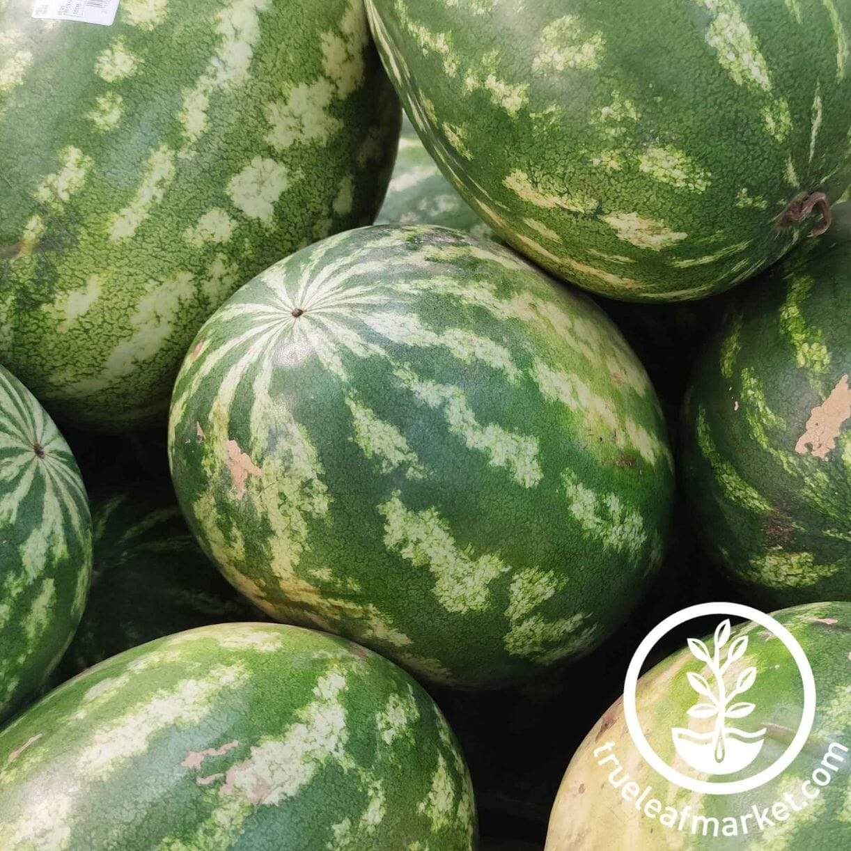 Striped Klondike R7 Watermelon