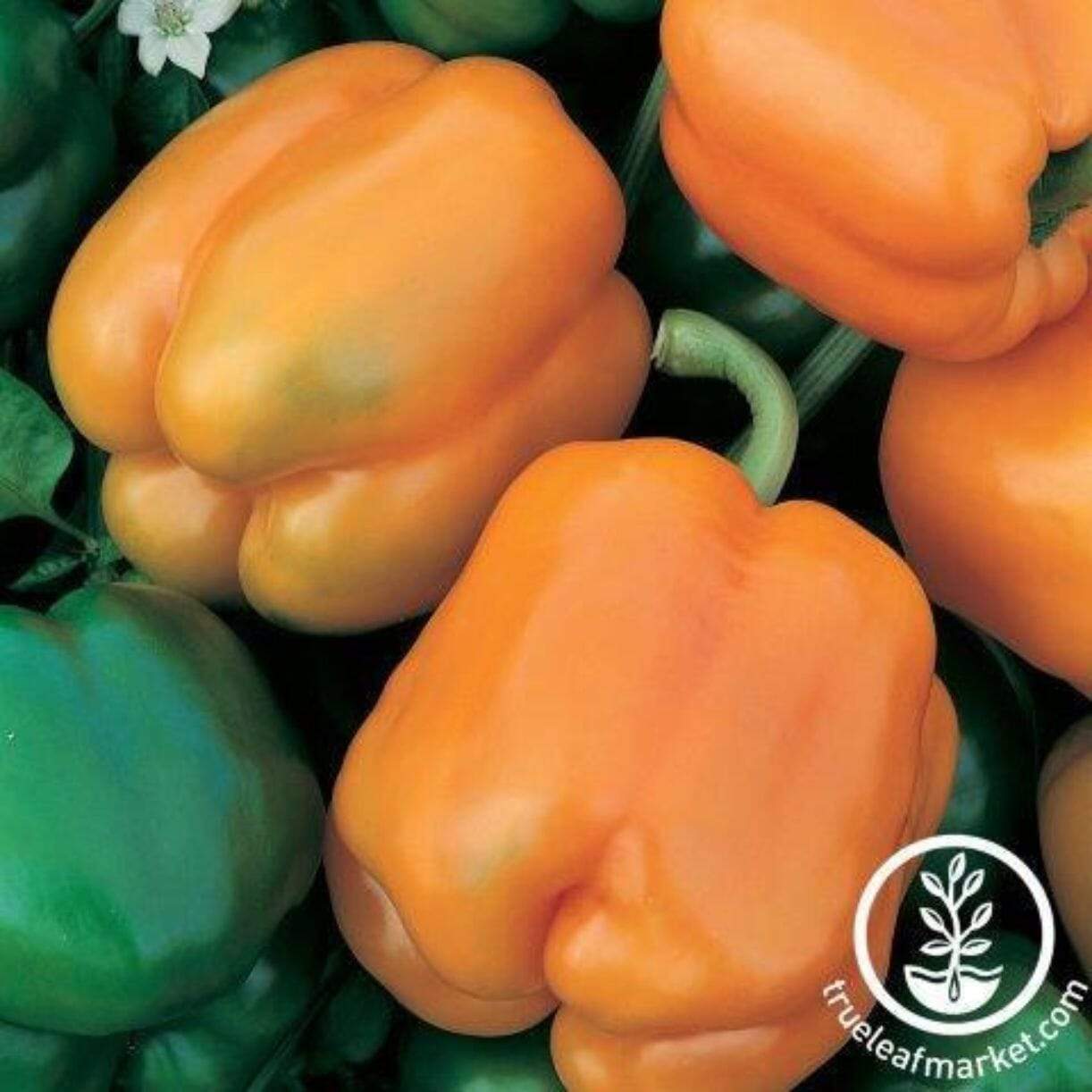 Muscato Pepper