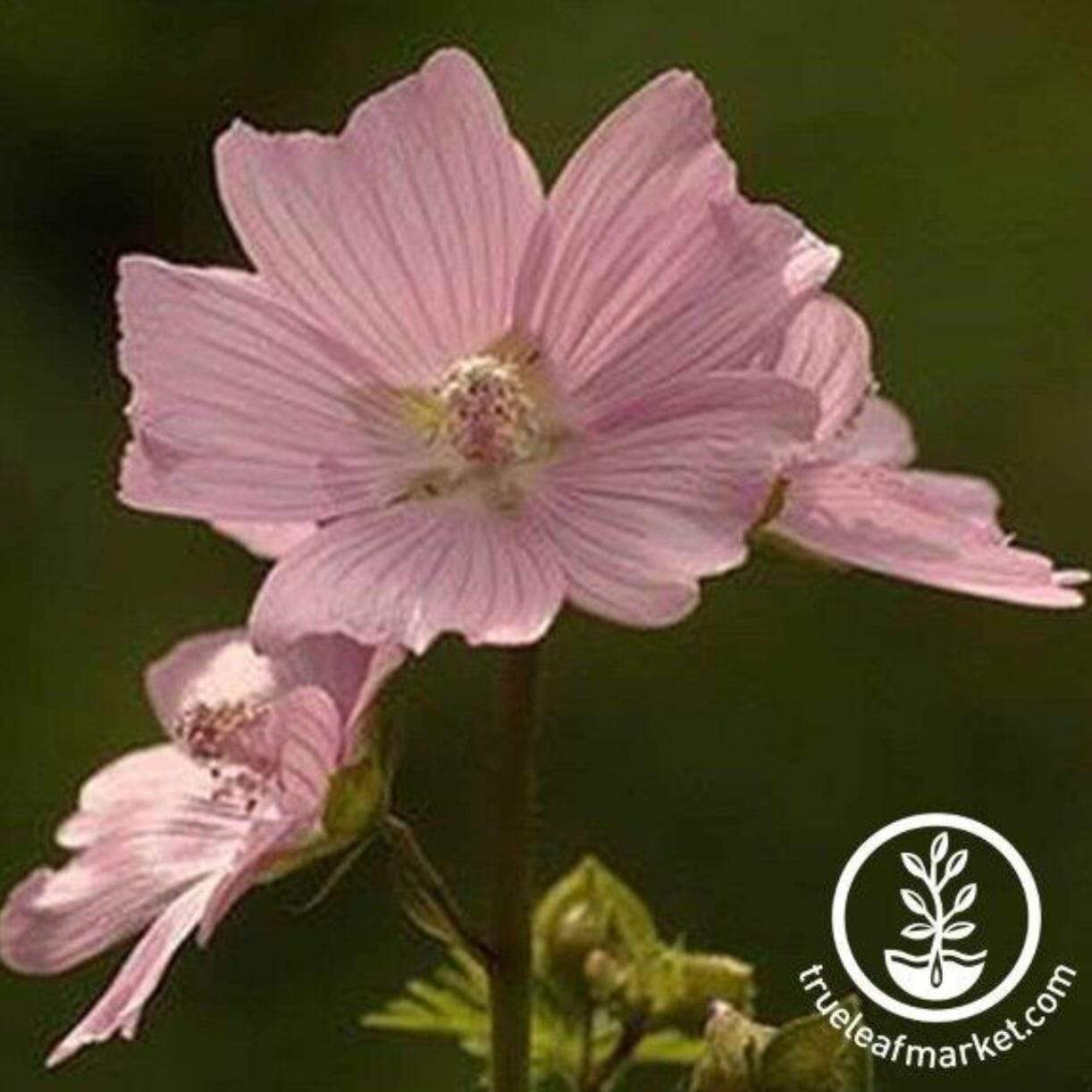 Moschata Choice Rosea Malva
