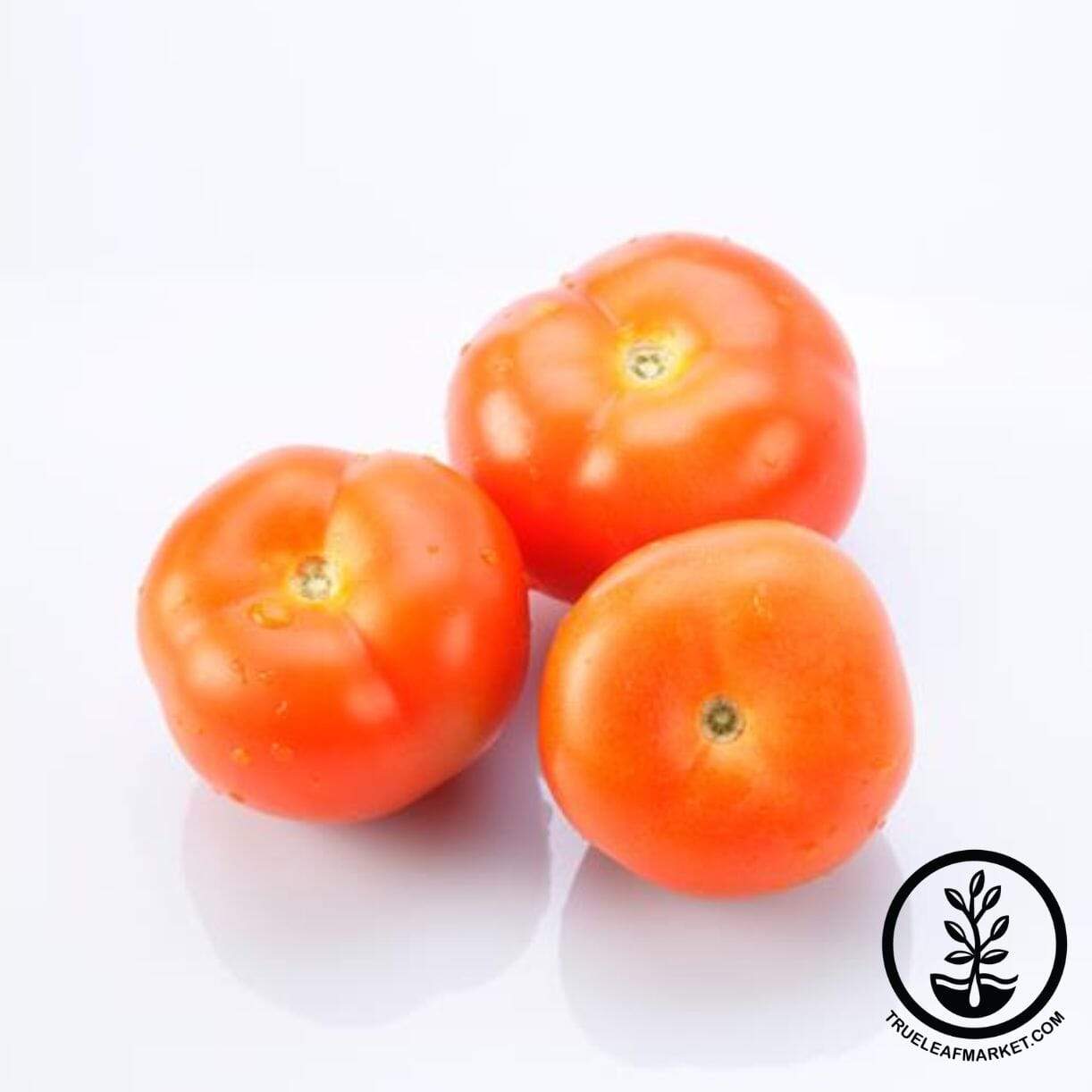 Juane Flamme Orange Tomato
