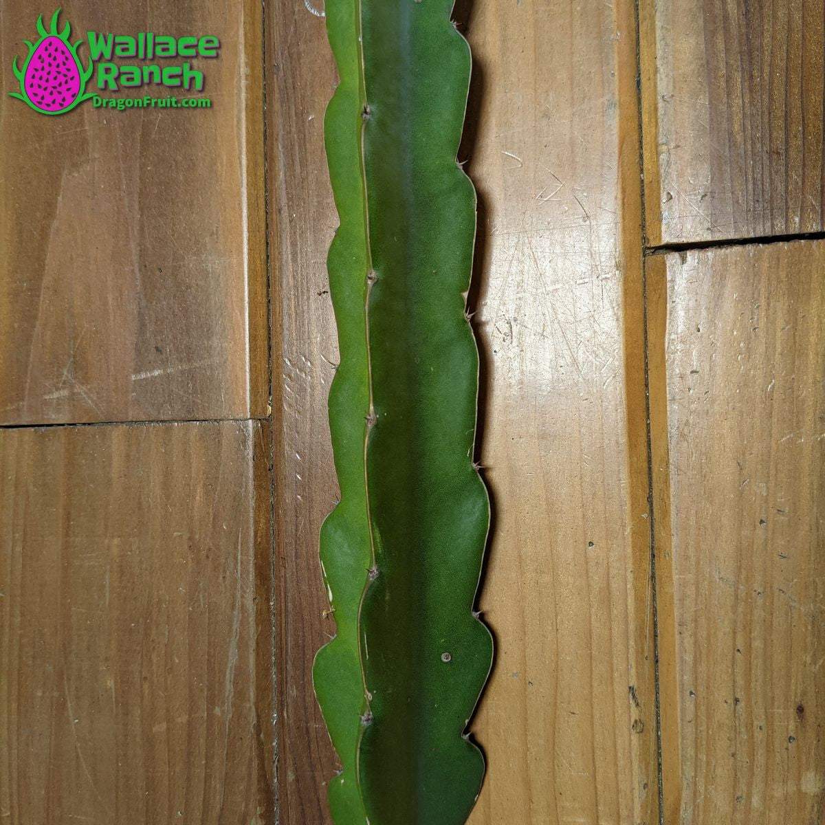 Delight 3-s Dragonfruit (3)