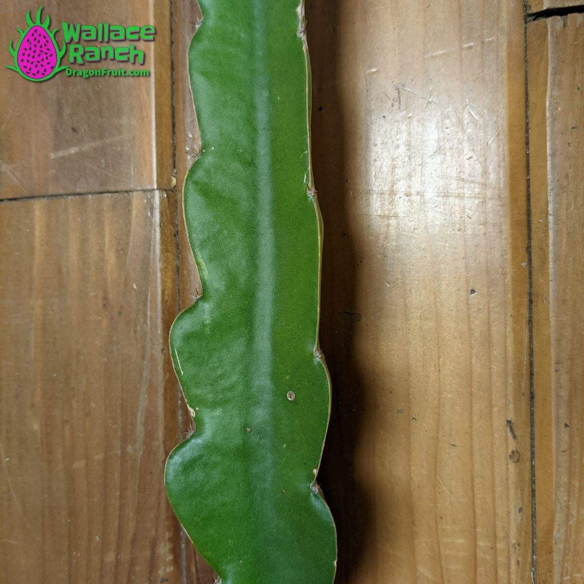 Delight 3-s Dragonfruit (4)
