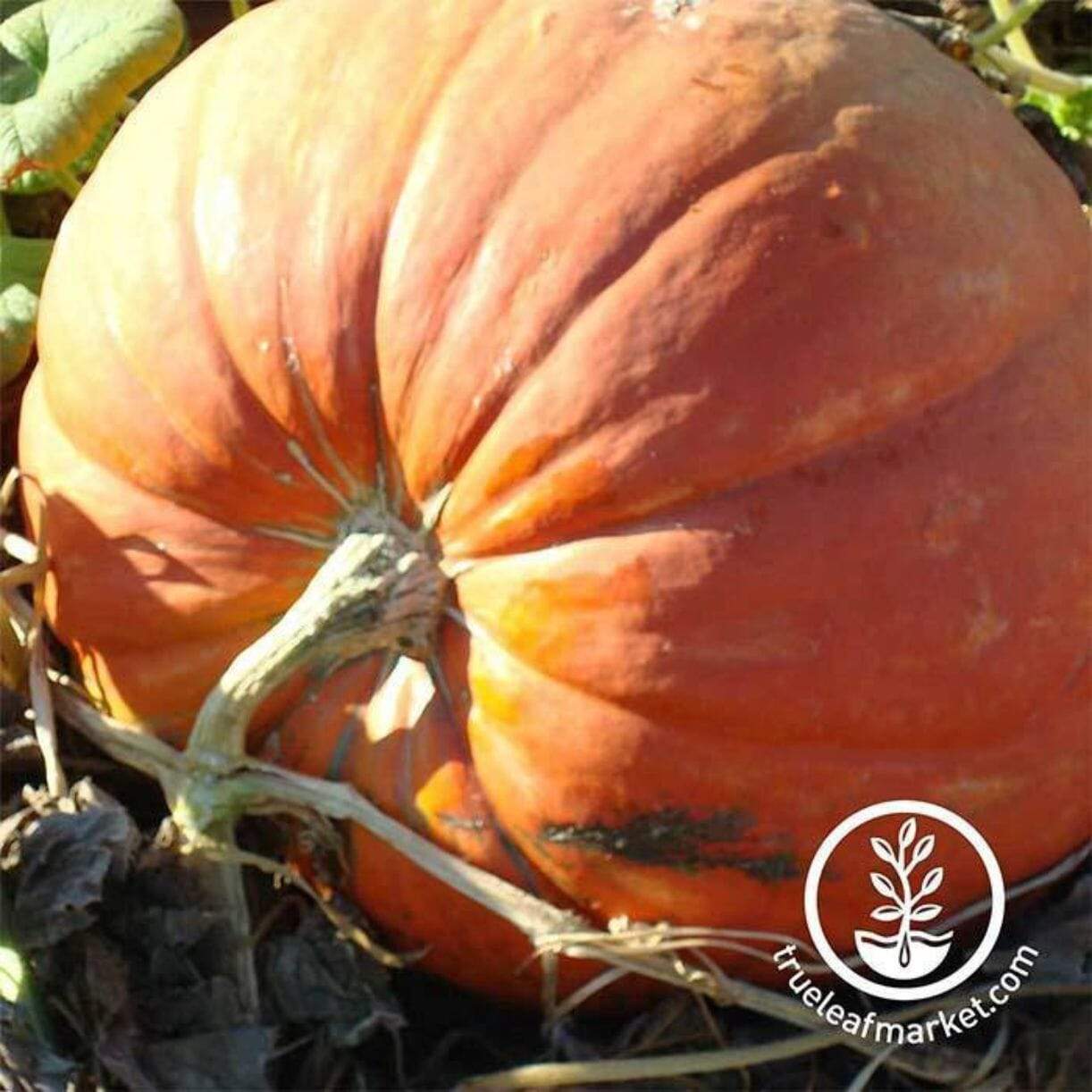 Big Max Pumpkin