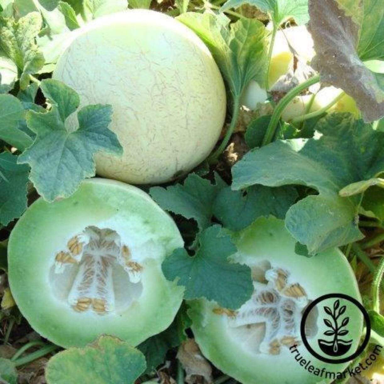 Fabulous Melon
