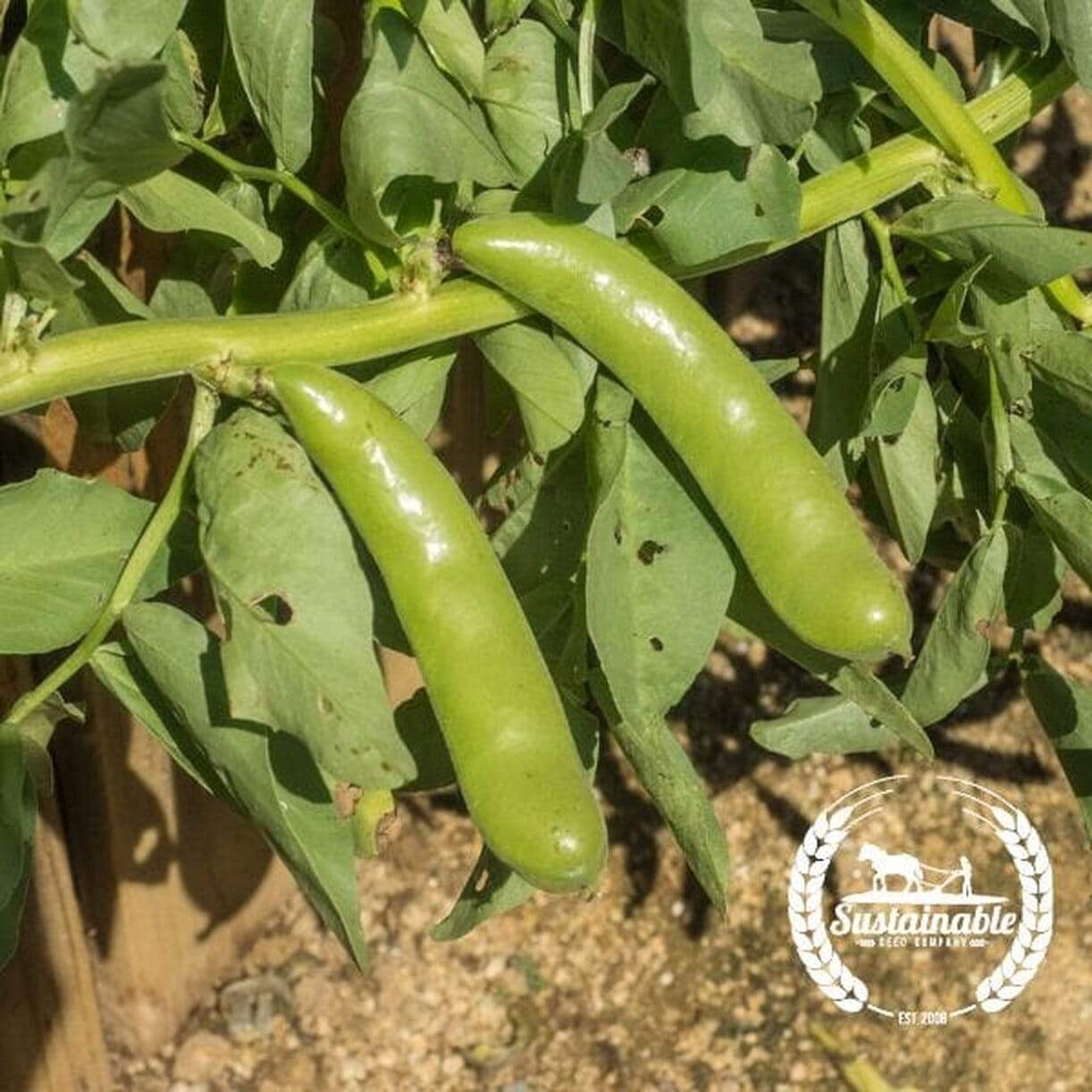 Fava Bean