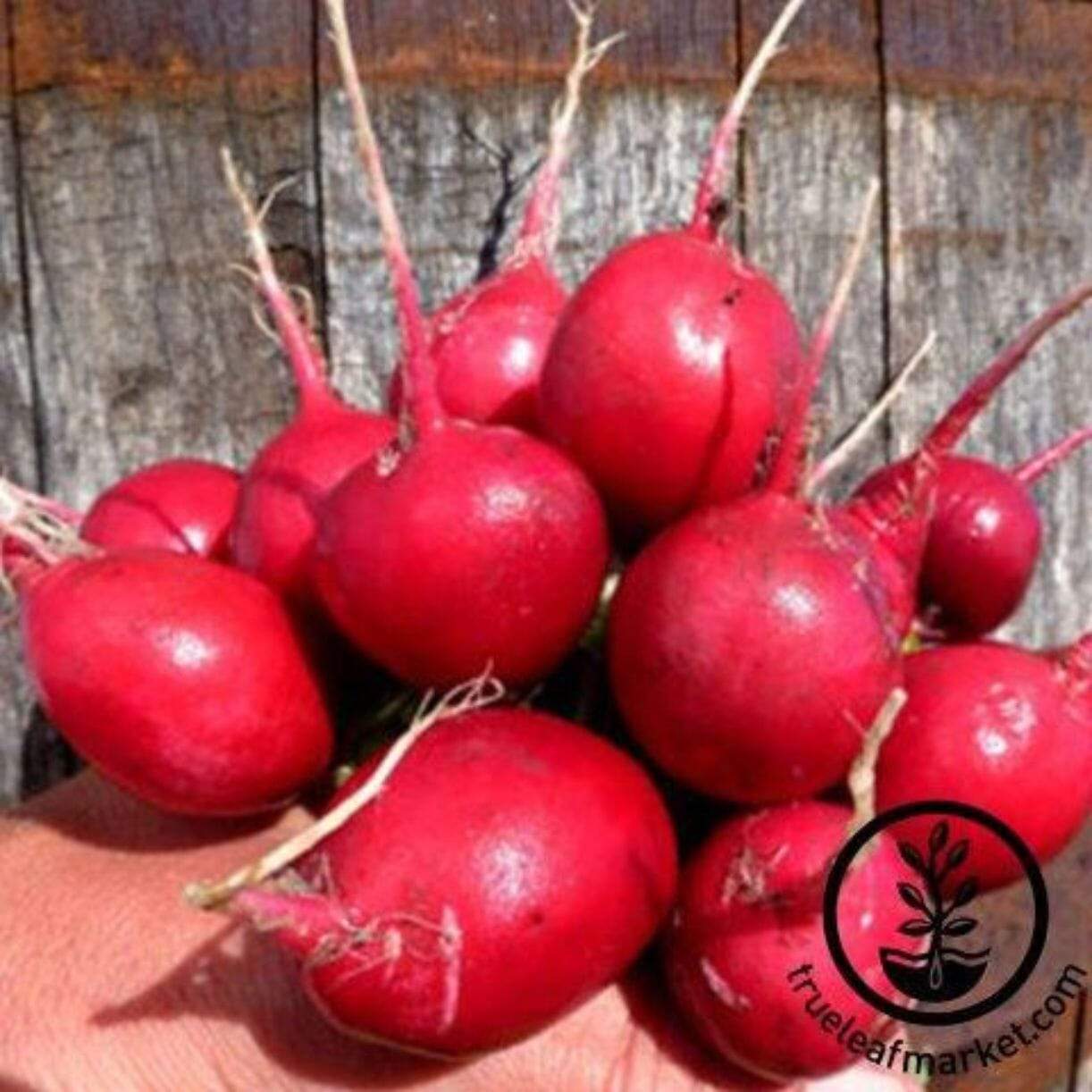 Early Scarlet Globe Radish