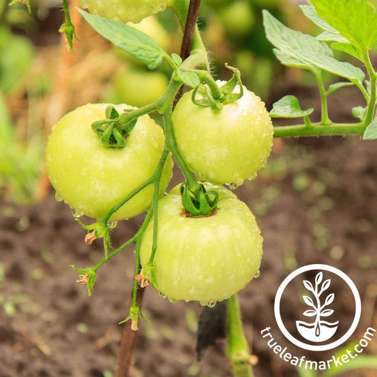 Cherry White Tomato