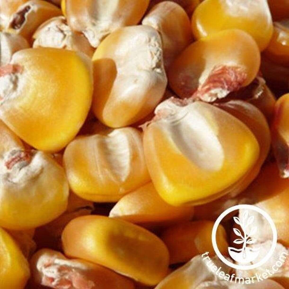 Hickory King Yellow Corn
