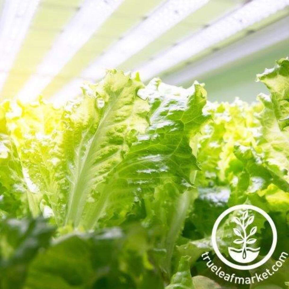 Tango Lettuce