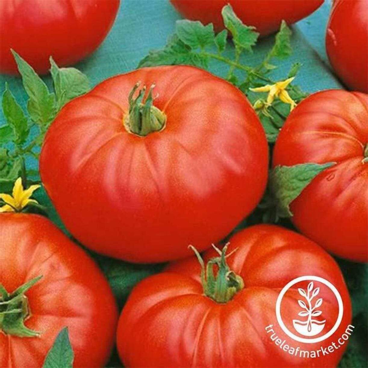 Beefmaster Tomato