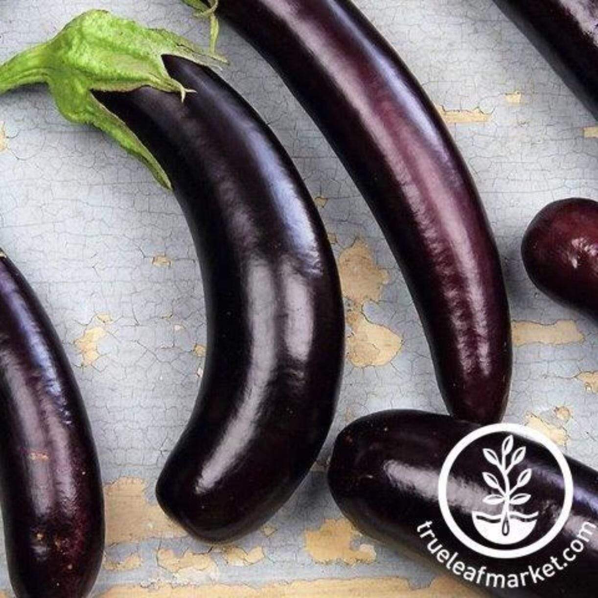 Little Finger Purple Eggplant