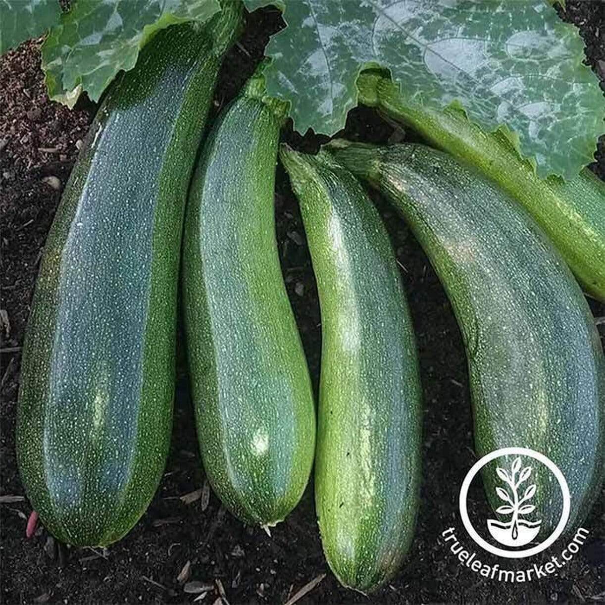 Zucchini Elite Squash