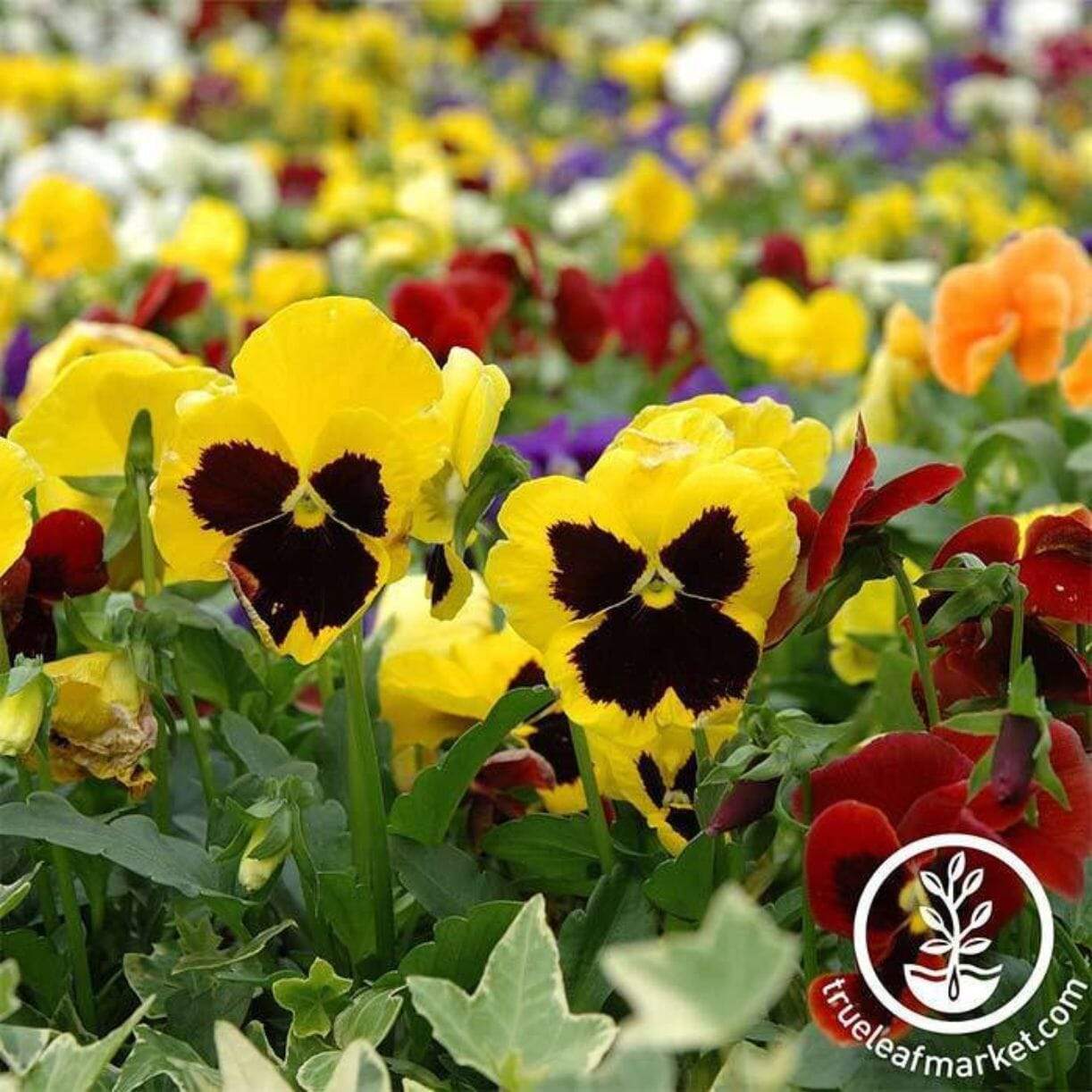 Swiss Giant Mixture Pansy
