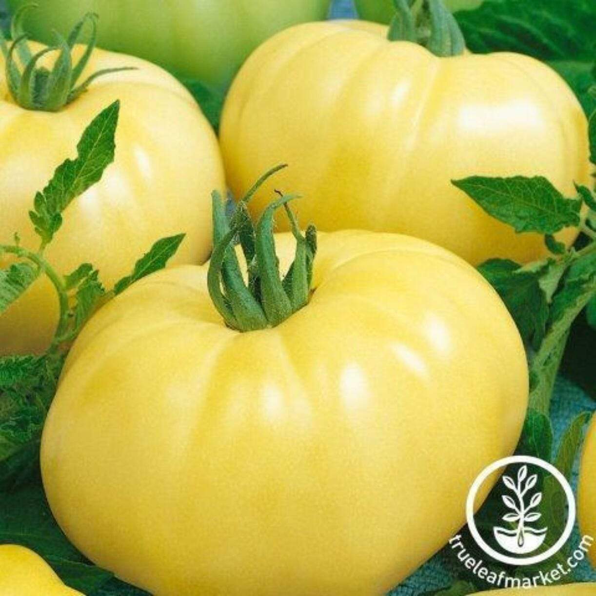 Chef's Choice White Tomato