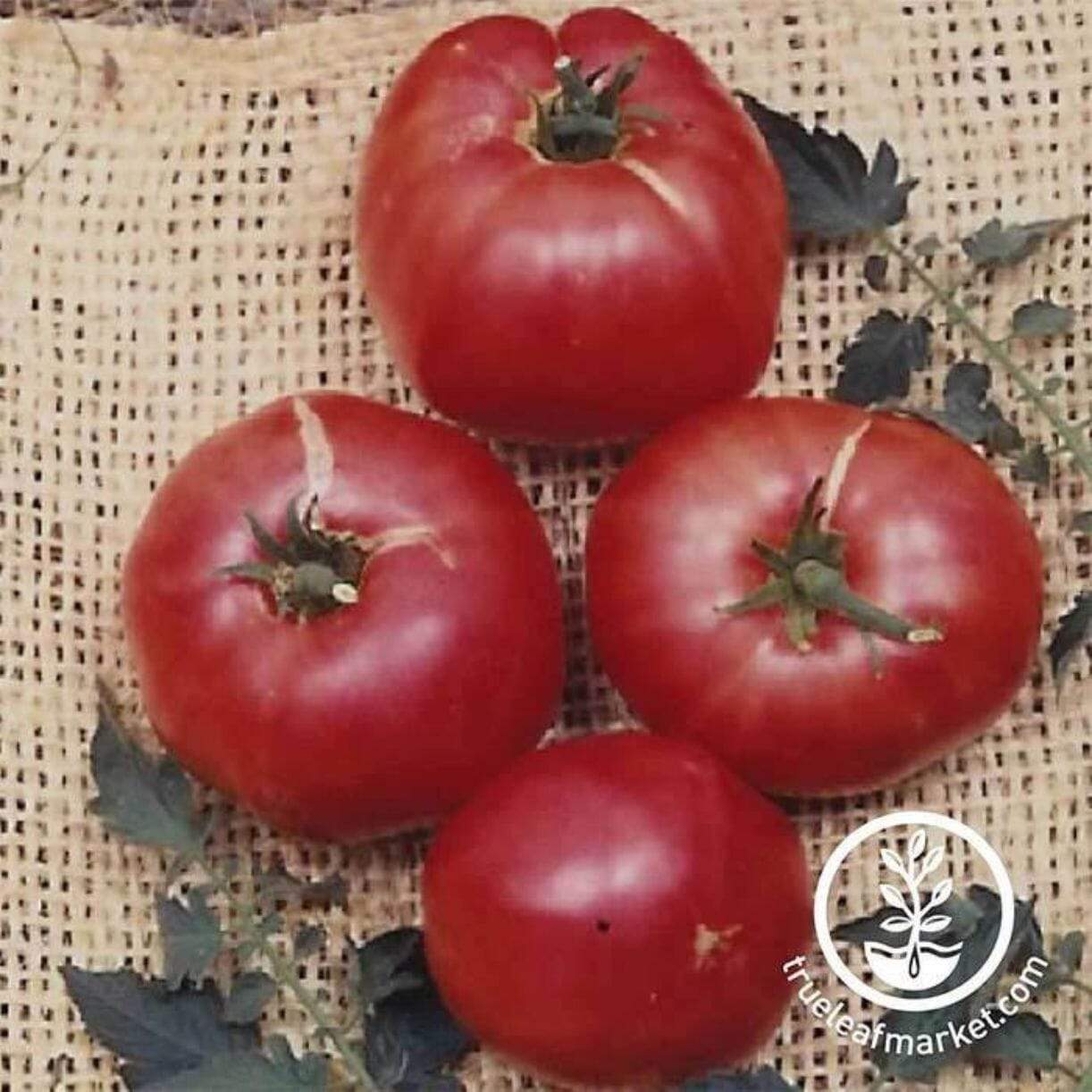 German Johnson Tomato
