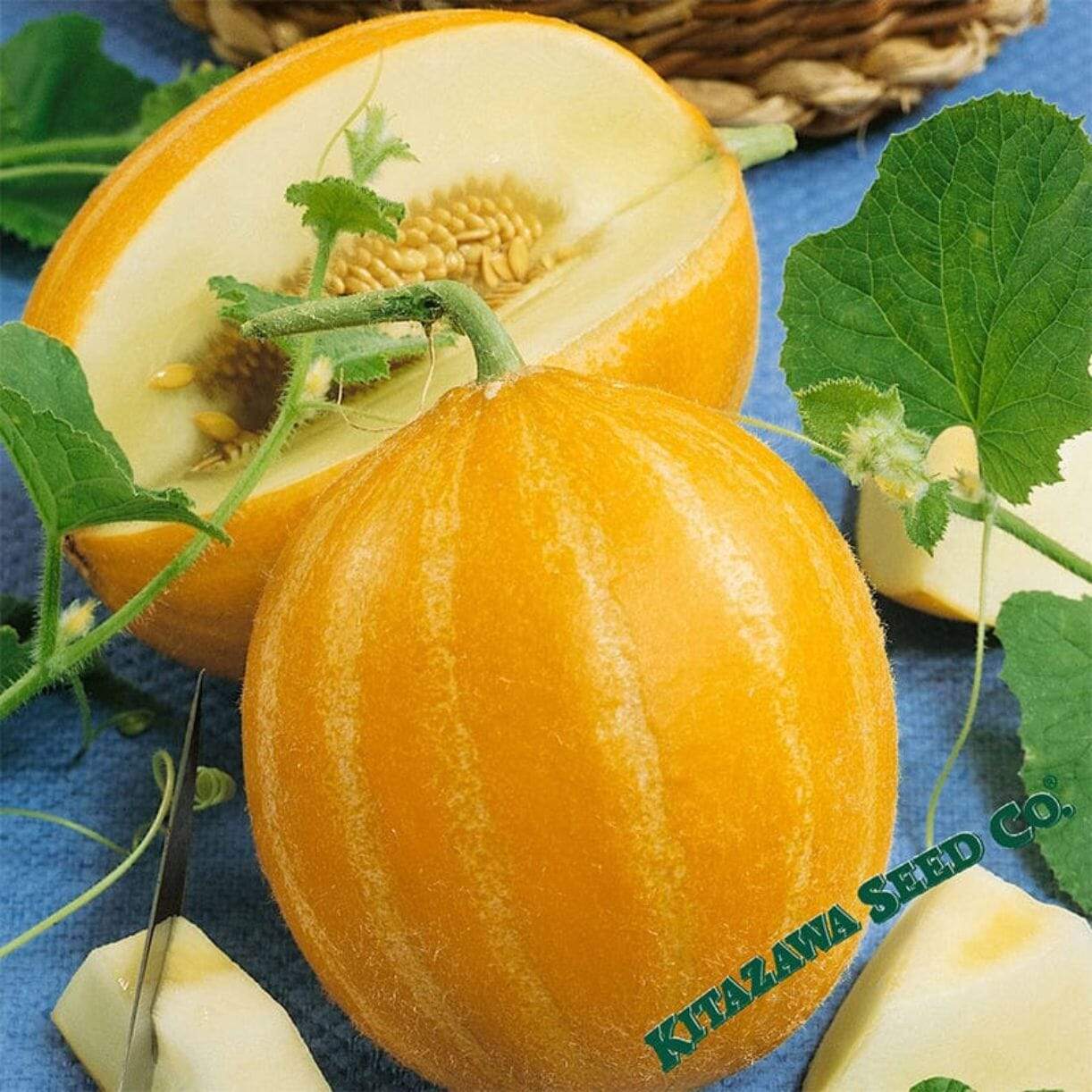 Early Silver Line Melon