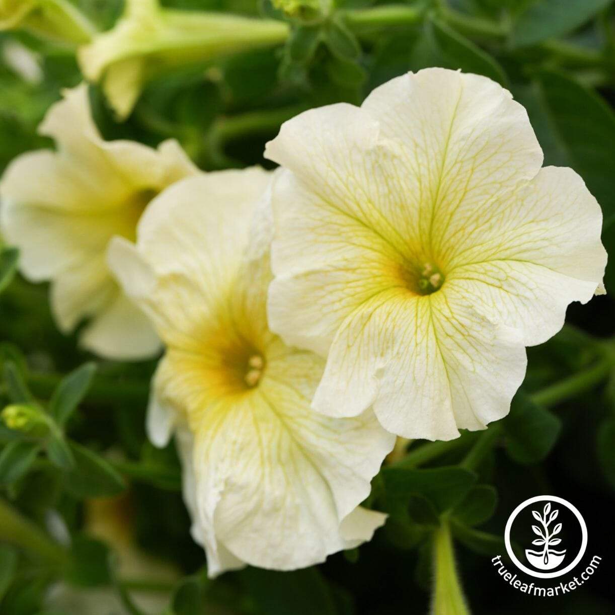 Prism Sunshine Petunia