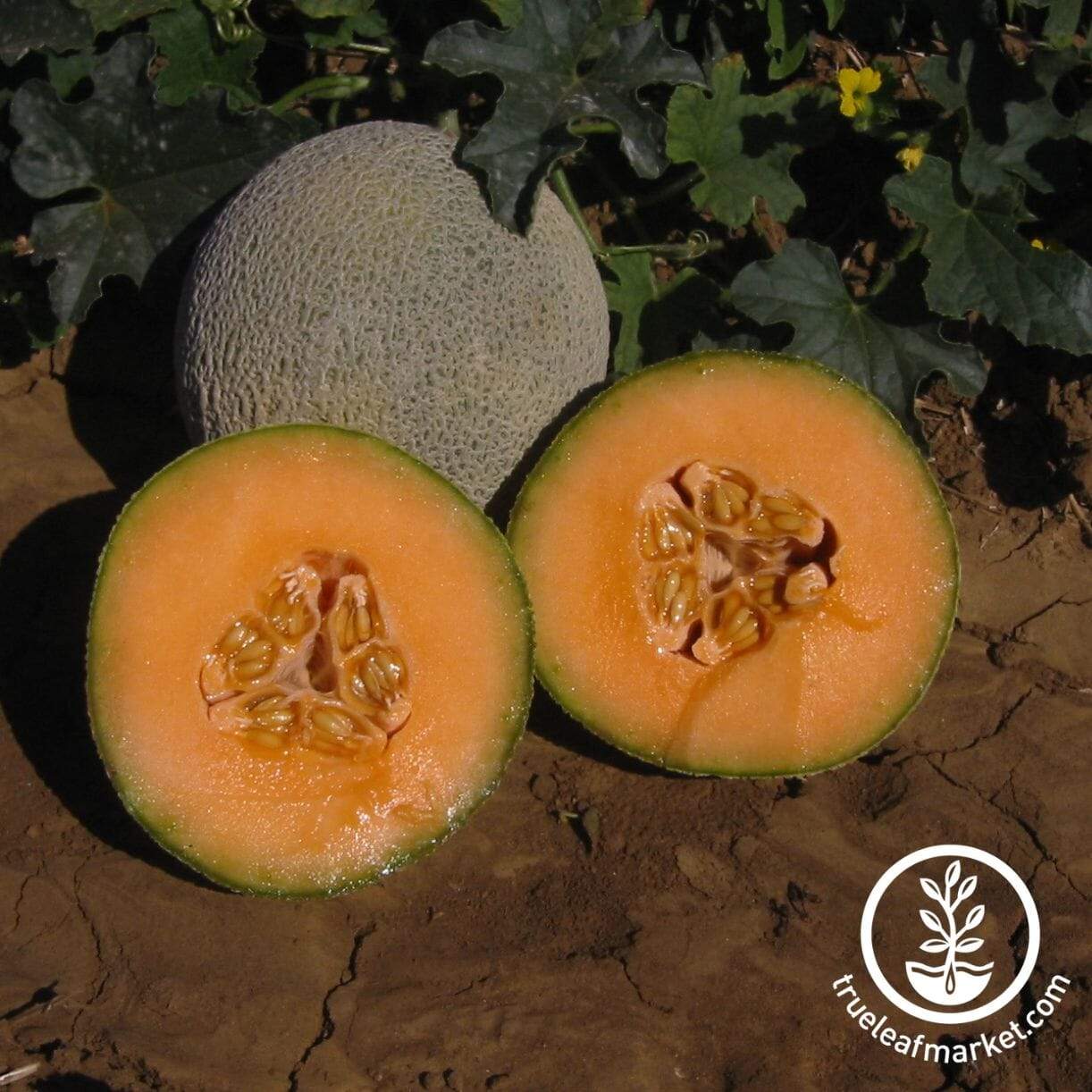 Top Mark Melon