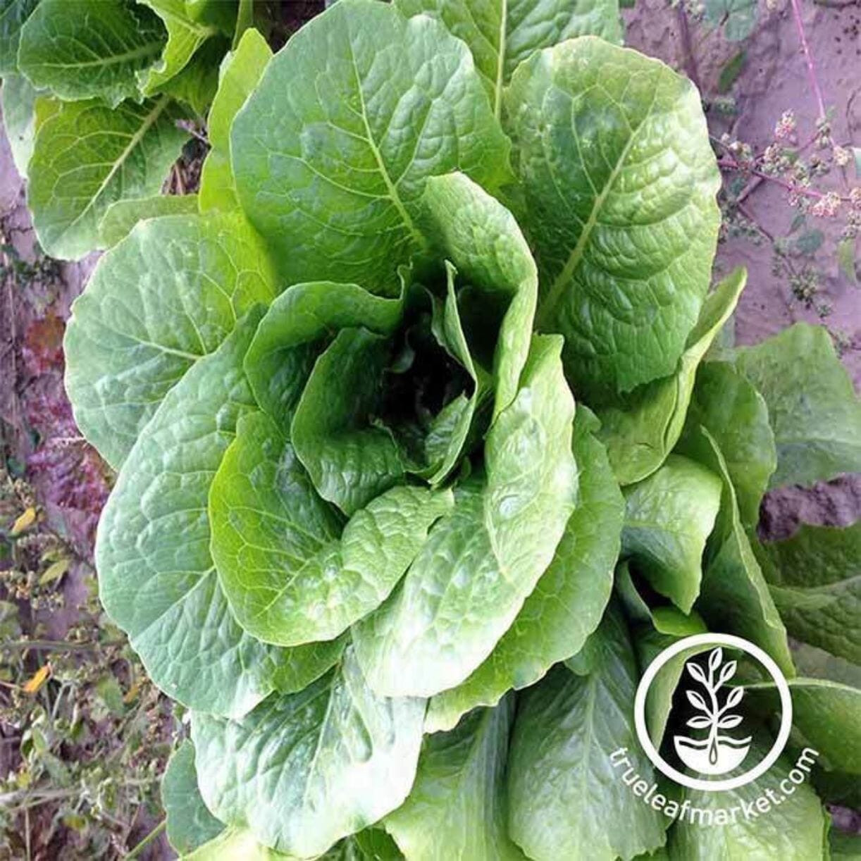 Parris Island Cos Lettuce