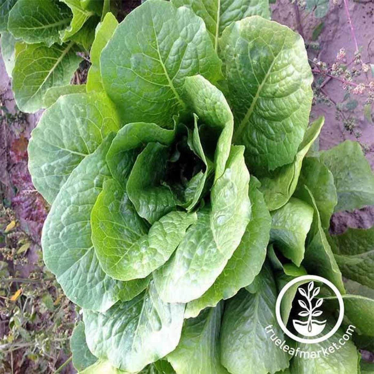 Parris Island Cos Lettuce