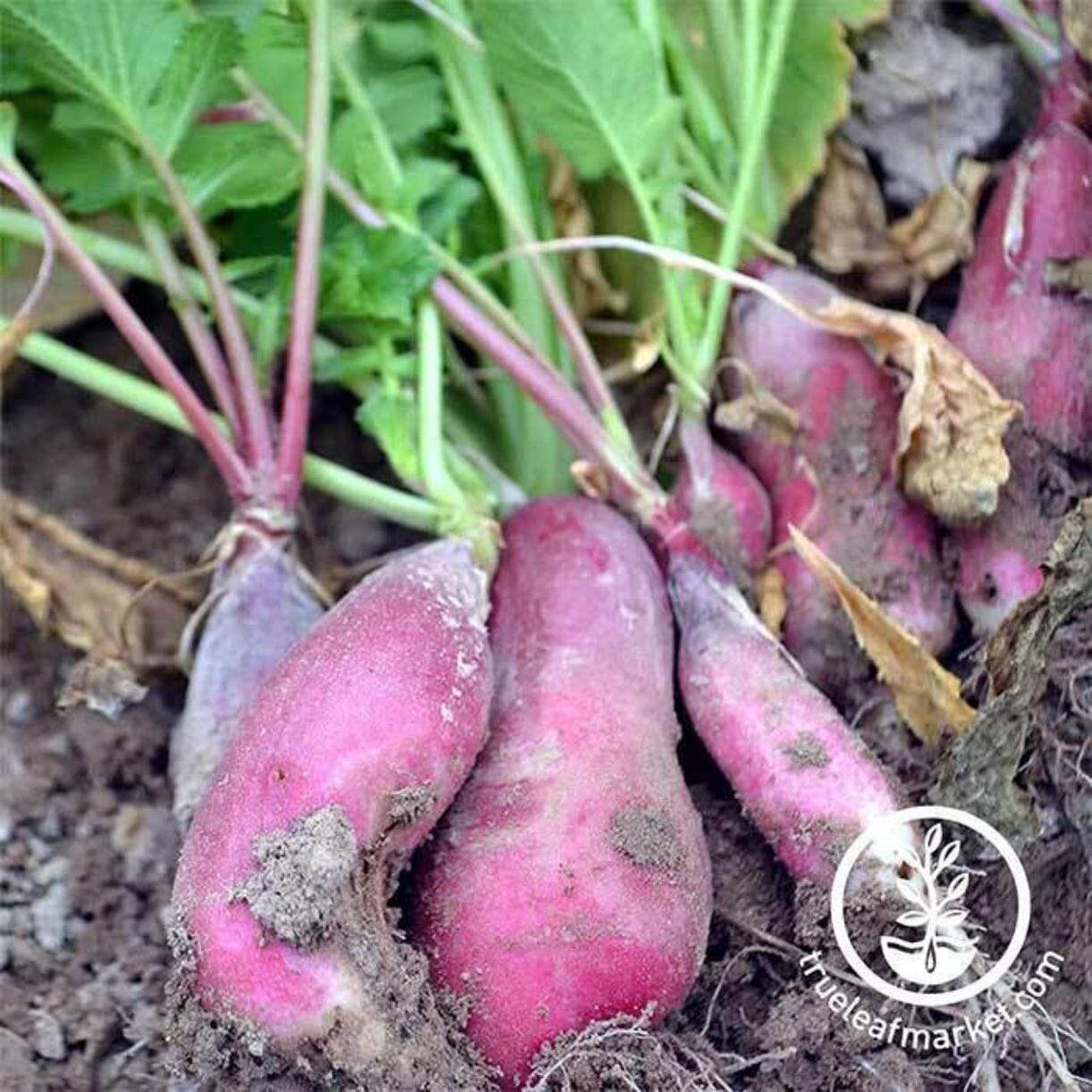 French Breakfast Radish