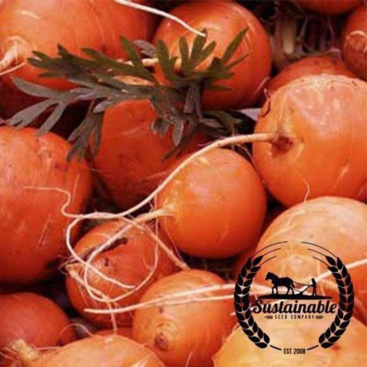 Carrot