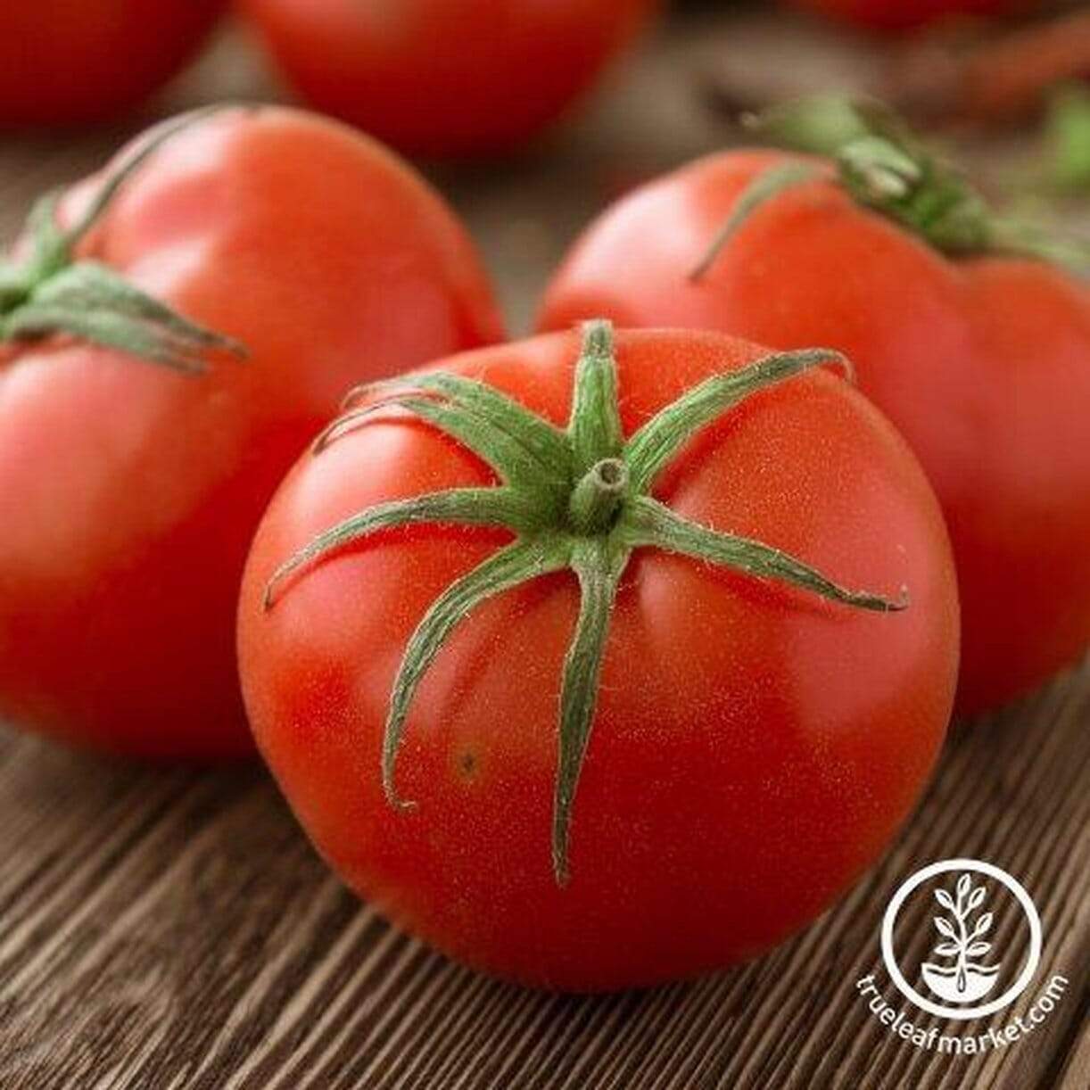 Traveler 76 Tomato