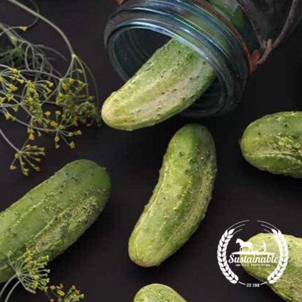 Wisconsin Smr-58 Pickling Cucumber