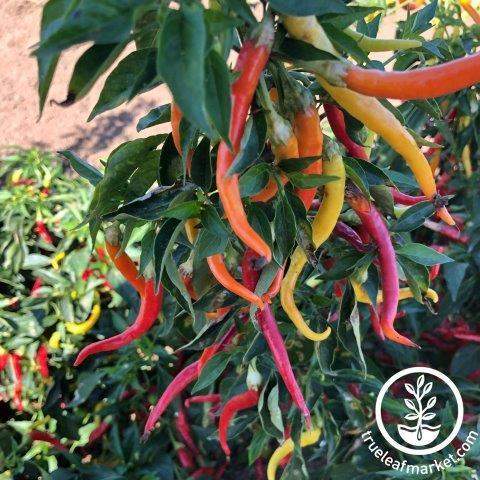 Cayenne Sweetness Pepper