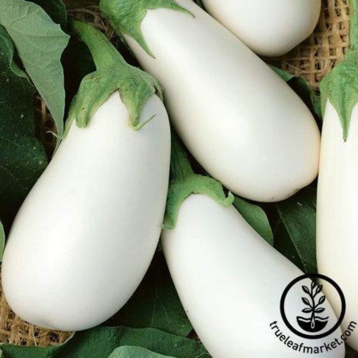 White Star Eggplant