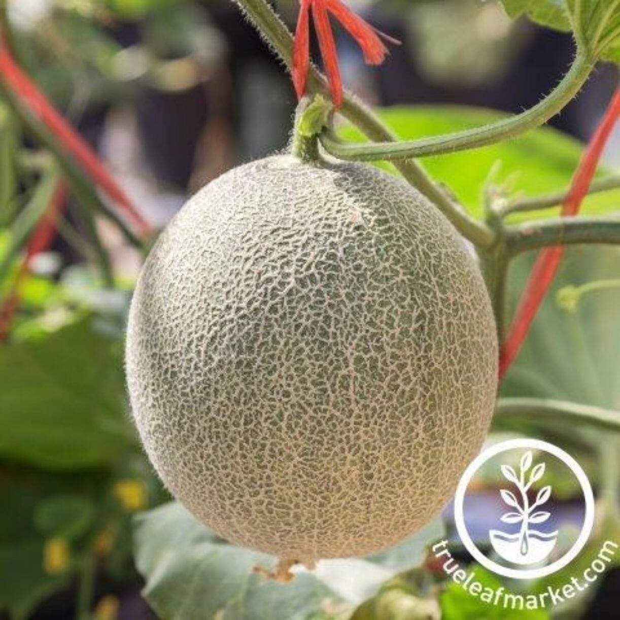 Inspire Melon