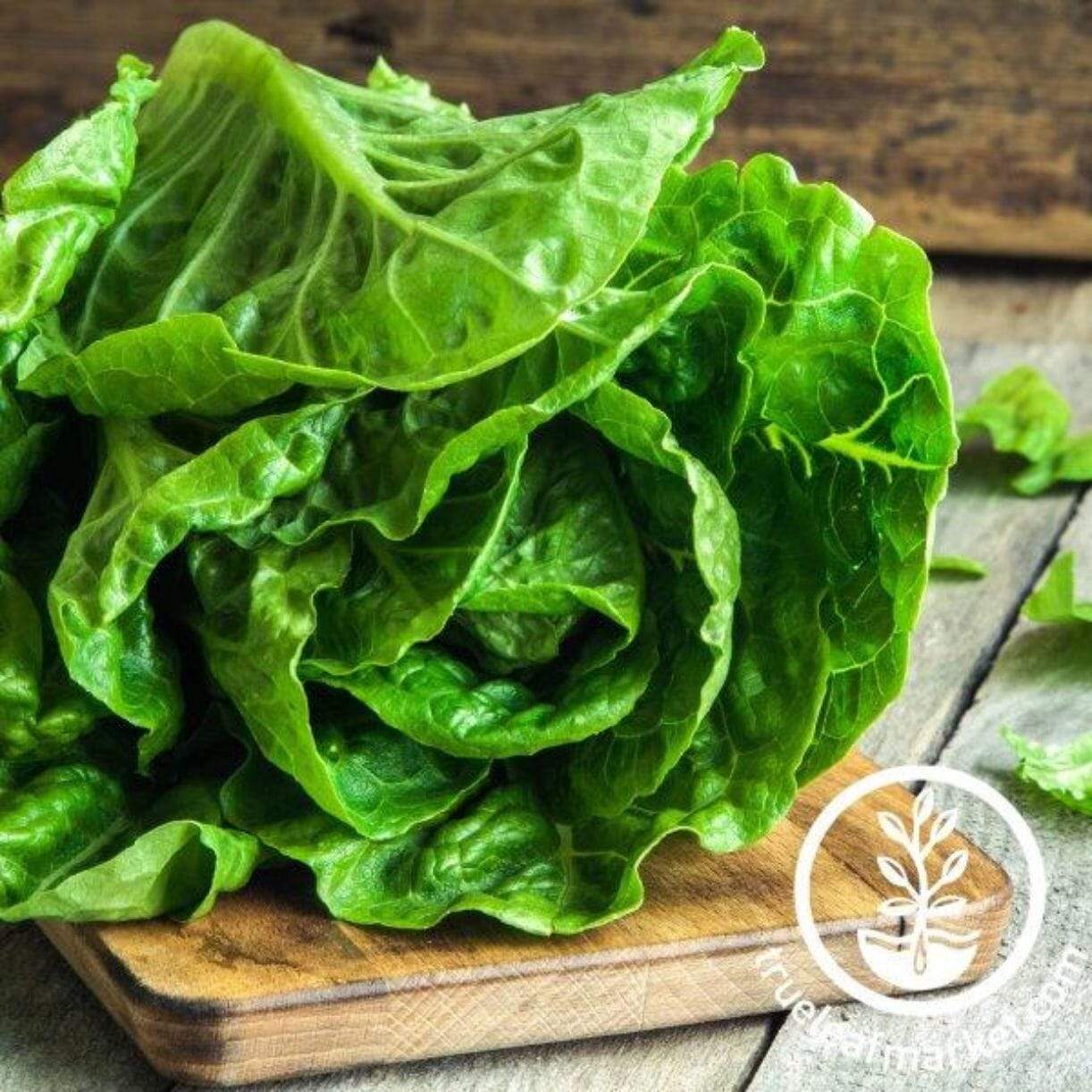 Winter Density Lettuce