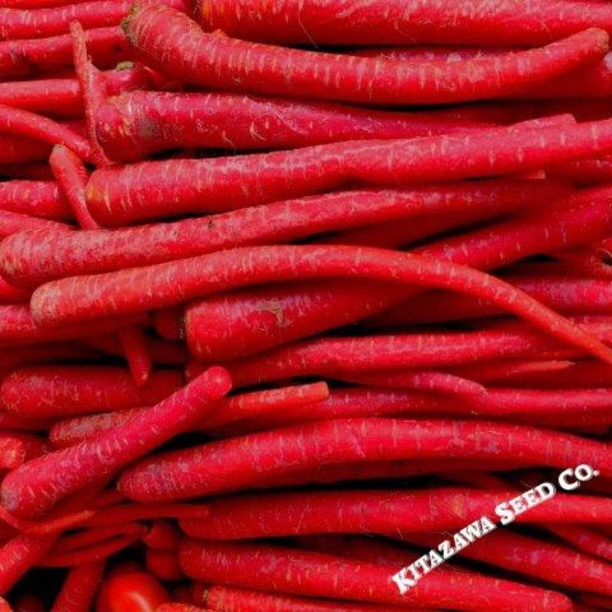 Kyoto Red Carrot