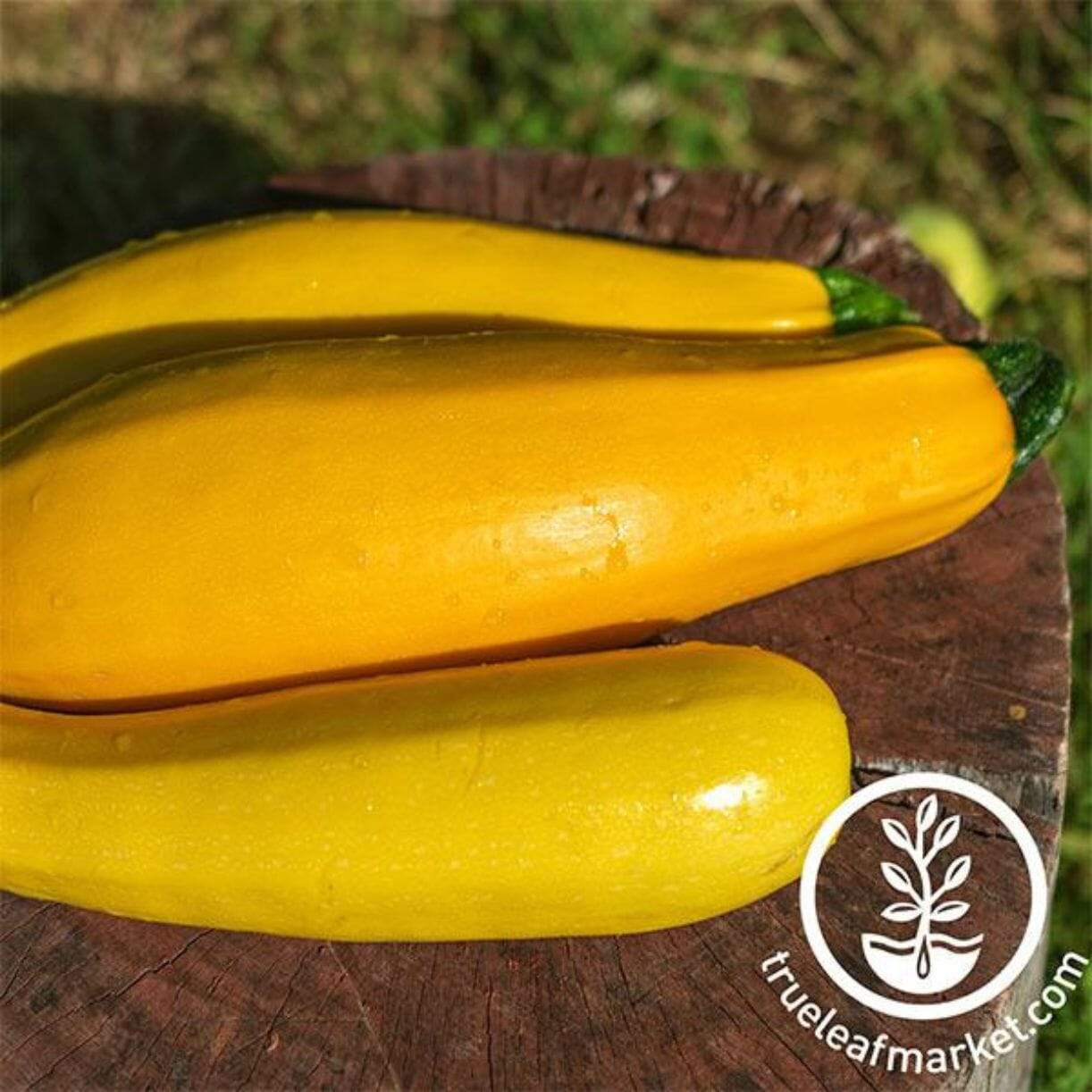 Zucchini Golden Squash