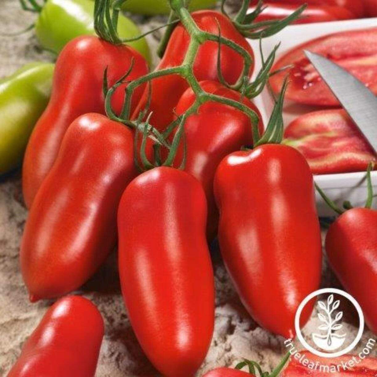 Andiamo Tomato